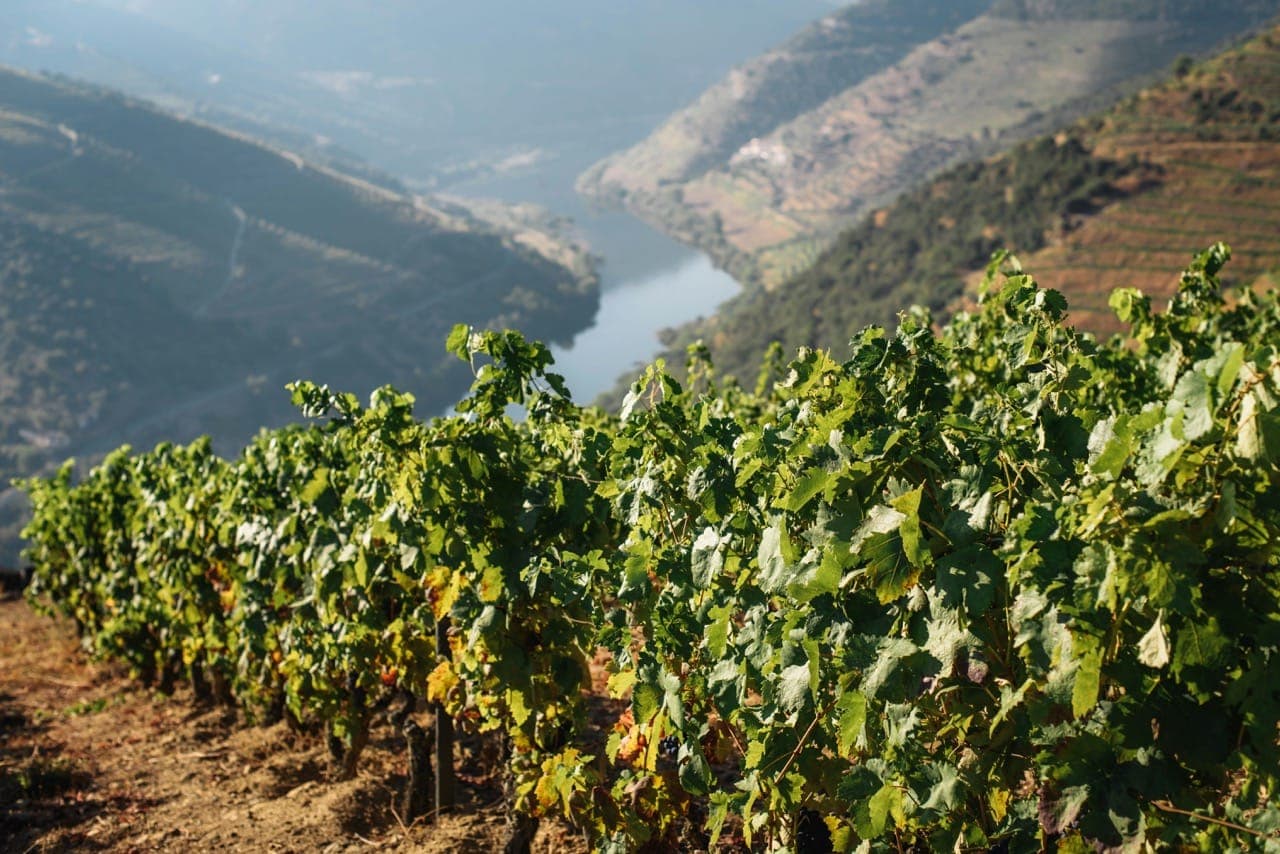 Vale do Douro