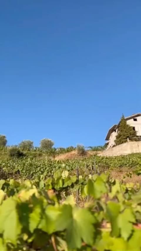 Vindima 2022: Início Promissor